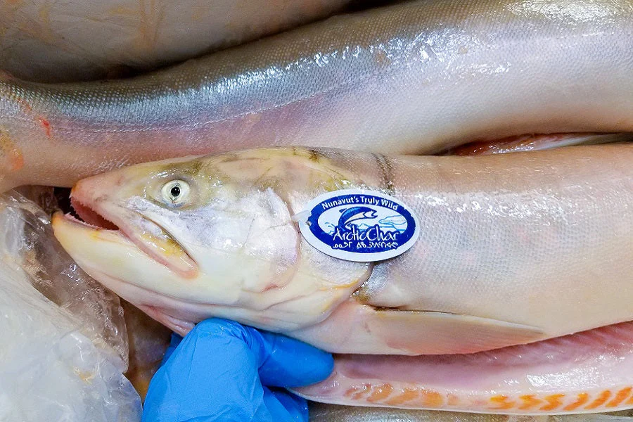 Omble Sauvage du Nunavut - 3.5 kg